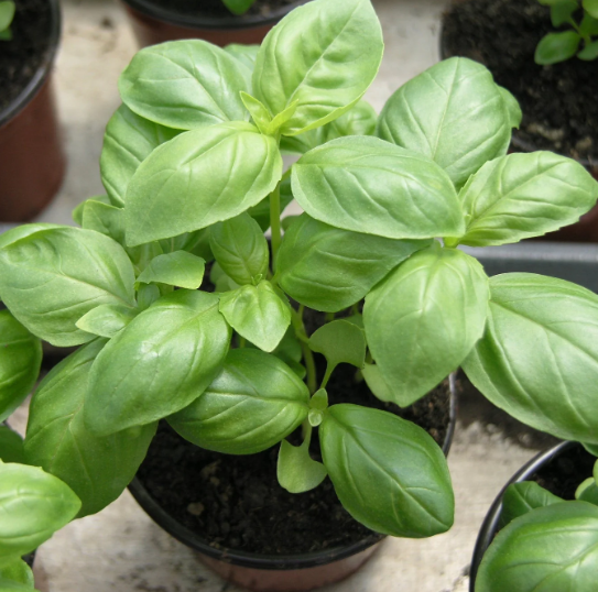 basilico