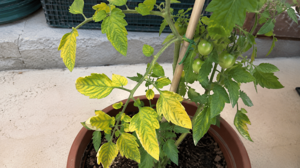 Yellow leaves on a tomato plant grown in a pot on the balcony