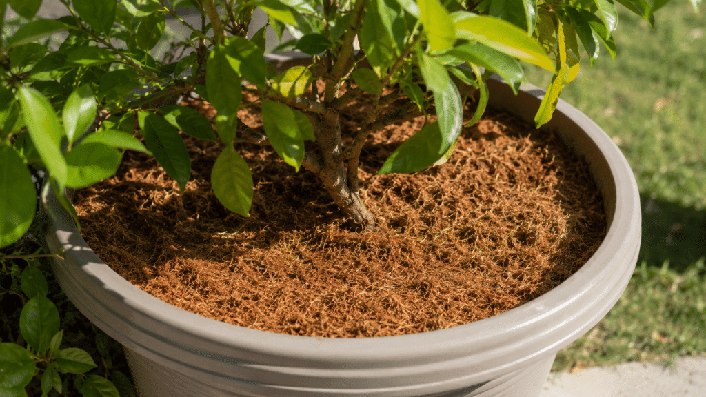 Pacciamatura in fibra di cocco su pianta in vaso per conservare l'umidità del terreno